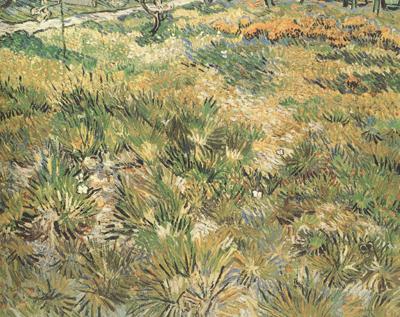 Vincent Van Gogh Meadow in the Garden of Saint-Paul Hospital (nn04) Norge oil painting art